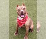Small #8 American Pit Bull Terrier Mix