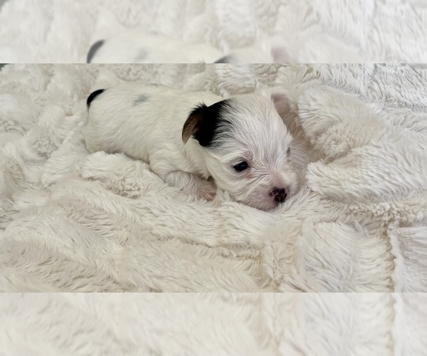 Medium Photo #1 Yorkshire Terrier Puppy For Sale in EUSTIS, FL, USA