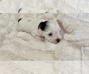 Yorkshire Terrier Puppy for sale in EUSTIS, FL, USA