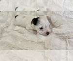 Image preview for Ad Listing. Nickname: JASPER