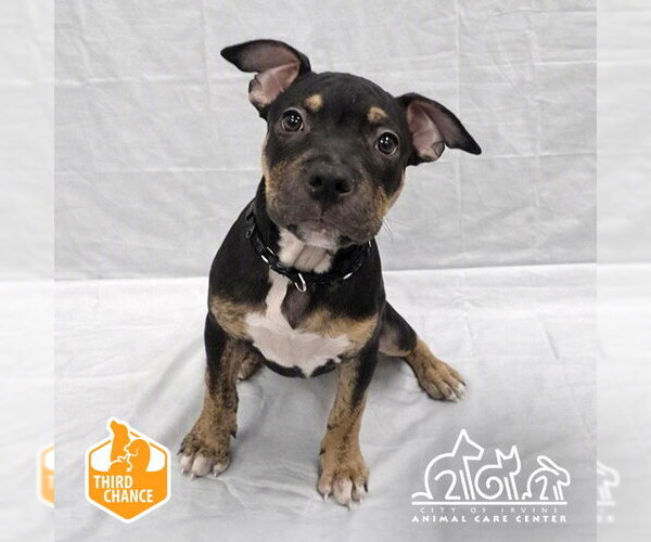 Medium Photo #1 Mastiff Puppy For Sale in Irvine, CA, USA