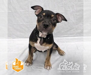 Mastiff Dogs for adoption in Irvine, CA, USA