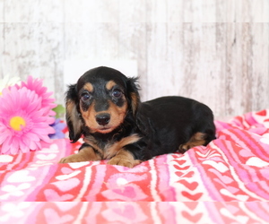 Dachshund Puppy for sale in SHILOH, OH, USA