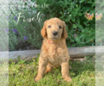 Puppy Finch Poodle (Standard)