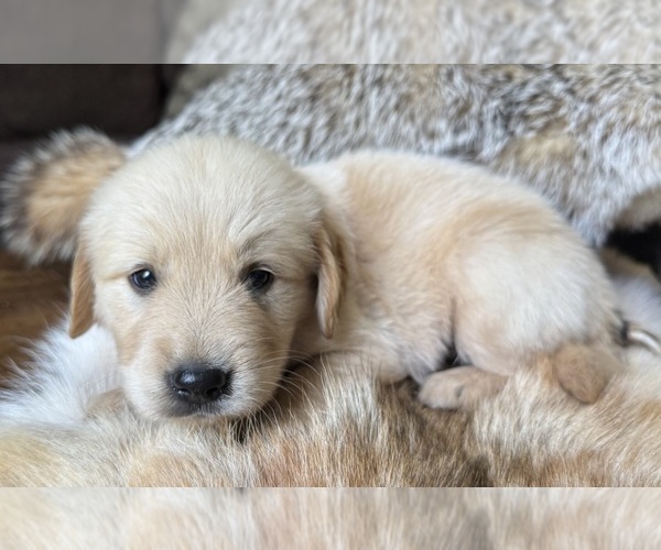 Medium Photo #1 Golden Retriever Puppy For Sale in FORDLAND, MO, USA