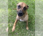 Small #3 Boxer Mix