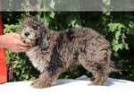 Small #9 Bernedoodle (Miniature) (+ Poodle Miniature)