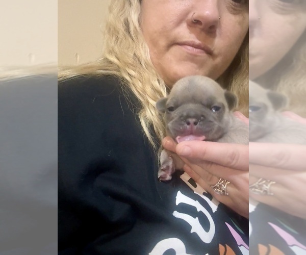 Medium Photo #20 French Bulldog Puppy For Sale in BIG RAPIDS, MI, USA