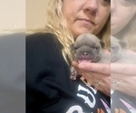 Small #6 French Bulldog