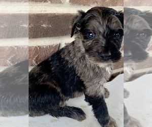 Aussiedoodle Puppy for sale in UPTON, KY, USA