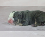 Small #3 Bulldog