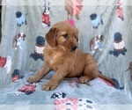 Small #3 Golden Retriever