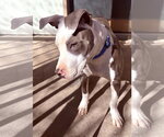 Small #3 American Pit Bull Terrier Mix