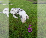 Small Photo #5 Great Dane Puppy For Sale in STOCKTON, MO, USA