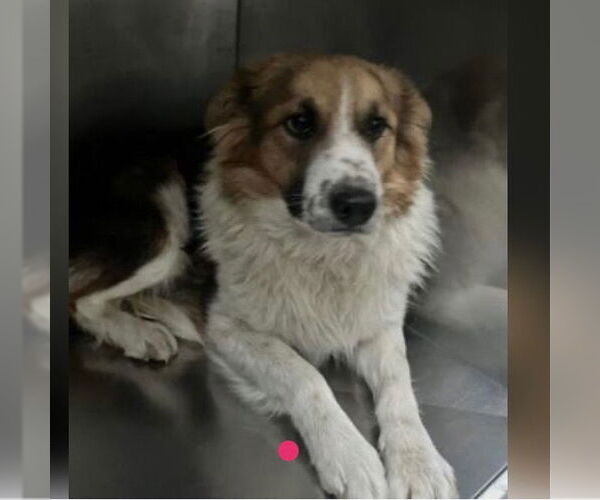 Medium Photo #2 Mutt Puppy For Sale in Canton, CT, USA