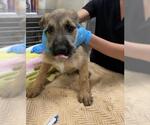 TOMMY - Male Mutt Dog for Adoption - Small photo