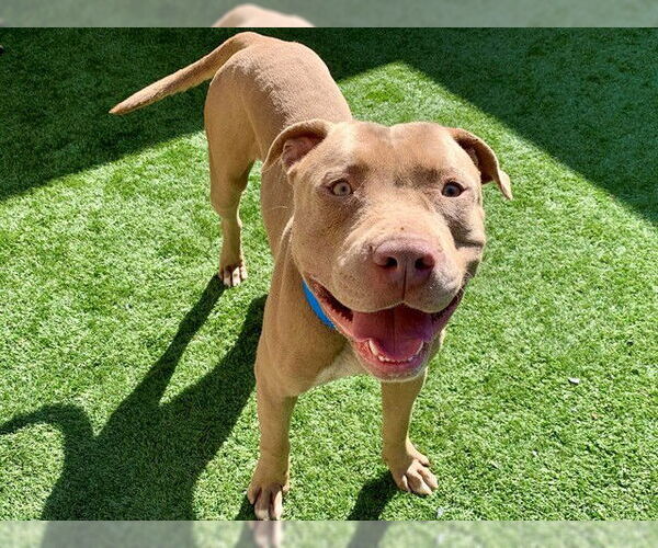 Medium Photo #1 Mutt Puppy For Sale in Moreno Valley, CA, USA