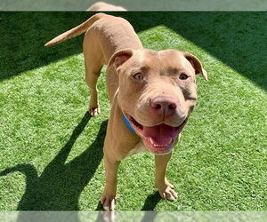 Mutt Dogs for adoption in Moreno Valley, CA, USA