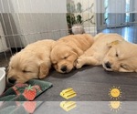 Small Photo #49 Golden Retriever Puppy For Sale in EXTON, PA, USA