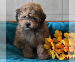 Poodle (Toy) Puppy for sale in PARADISE, PA, USA