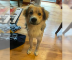 Small #2 Golden Retriever Mix