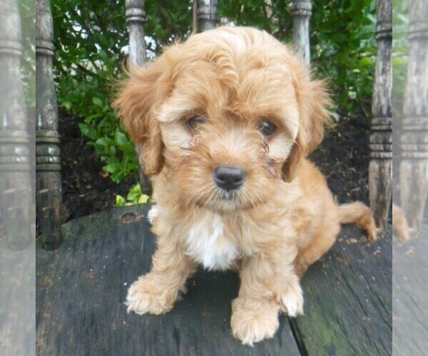 Medium Photo #1 Cavapoo Puppy For Sale in BLAIN, PA, USA