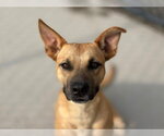 MARCUS - Male Mutt Dog for Adoption - Small photo