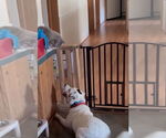 Small #12 English Setter-Labrador Retriever Mix