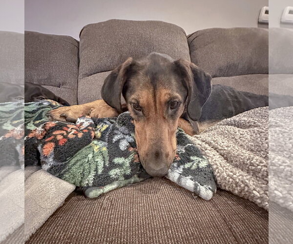 Medium Photo #6 Doberman Pinscher-German Shepherd Dog Mix Puppy For Sale in Huntley, IL, USA