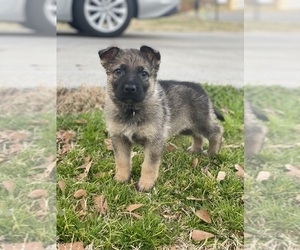 German Shepherd Dog Puppy for sale in ADAIRSVILLE, GA, USA