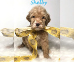 Small Photo #4 Goldendoodle Puppy For Sale in DEMOPOLIS, AL, USA