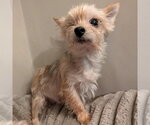 Small #1 Mutt