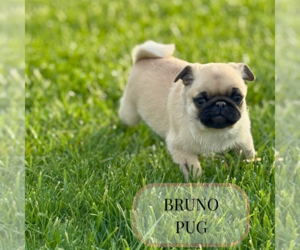 Pug Puppy for sale in ELMHURST, IL, USA