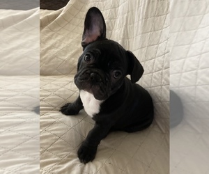 French Bulldog Puppy for sale in BAKERSFIELD, CA, USA