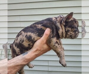 Medium French Bulldog