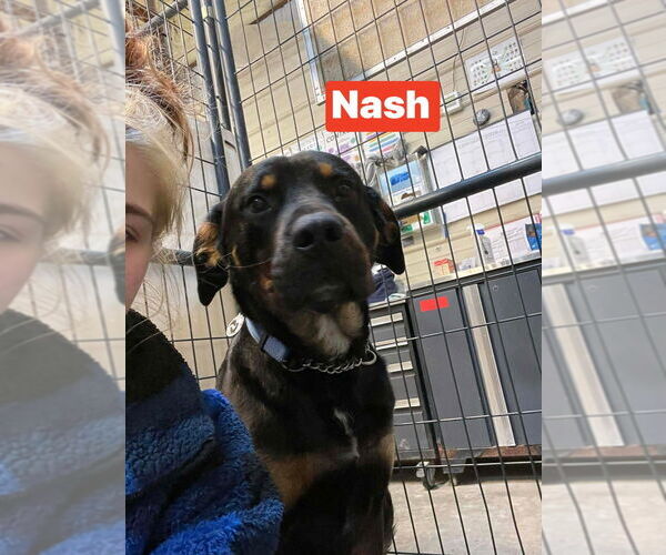 Medium Photo #3 Rottweiler-Unknown Mix Puppy For Sale in Foristell, MO, USA