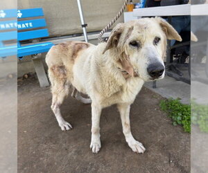 Great Pyrenees-Unknown Mix Dogs for adoption in Long Beach, CA, USA