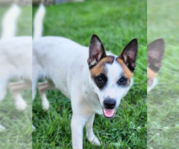Medium Photo #15 Mutt Puppy For Sale in Aurora, IN, USA