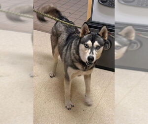 Siberian Husky Dogs for adoption in South Lake Tahoe, CA, USA