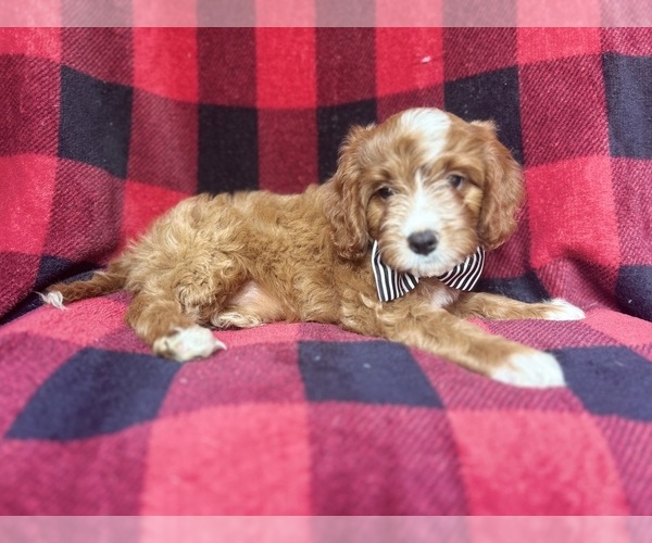 Medium Photo #7 Cavapoo Puppy For Sale in LAKELAND, FL, USA