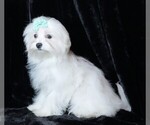 Small #7 Maltese