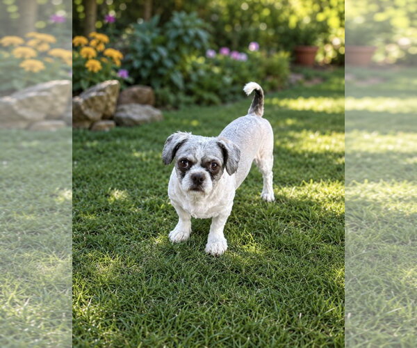 Medium Photo #2 Shih Tzu Puppy For Sale in Euless, TX, USA