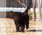 Small Photo #19 Spanish Water Dog Puppy For Sale in SIMLA, CO, USA