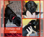 Puppy Puppy 6 Labrador Retriever