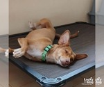 Small #3 Chiweenie