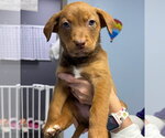 Small #8 Australian Shepherd Mix