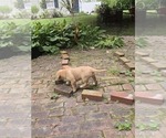 Small #2 Labrador Retriever