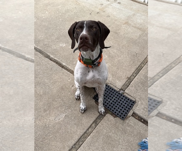 Medium Photo #1 German Shorthaired Pointer Puppy For Sale in LANARK, IL, USA