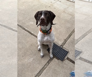 German Shorthaired Pointer Puppy for sale in LANARK, IL, USA