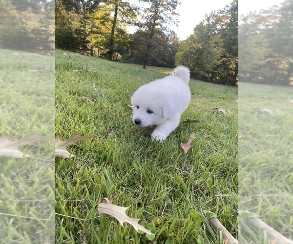Medium Photo #2 Great Pyrenees Puppy For Sale in DRAKES BRANCH, VA, USA